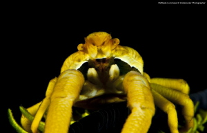 Crinoide crab by Raffaele Livornese 